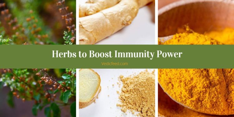 5 Ayurvedic Herbs to Boost Immunity Power