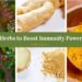 5 Ayurvedic Herbs to Boost Immunity Power
