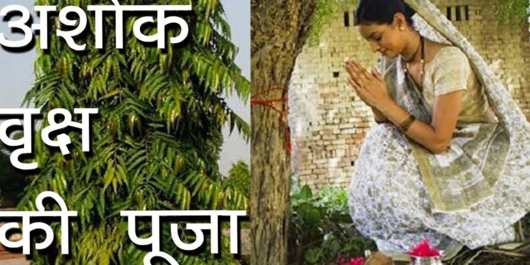 अशोक वृक्ष की पूजा | अशोक व्रत पूजा एवं उजमन विधि | Ashok Vrat | Ashoka tree | Hindu Rituals